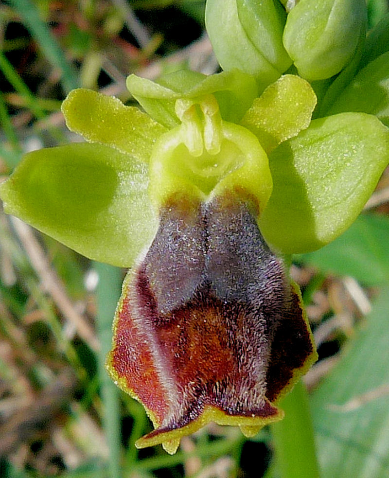 Ophrys pseudomelena